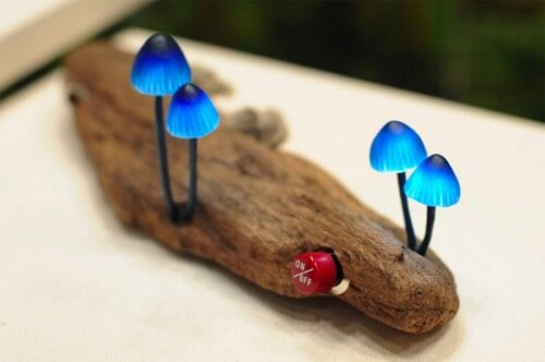 Yukio mushrooms